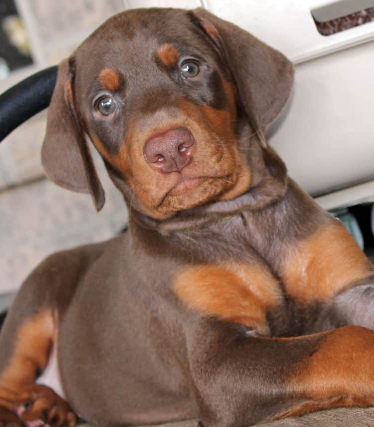 6 week old red male doberman pup