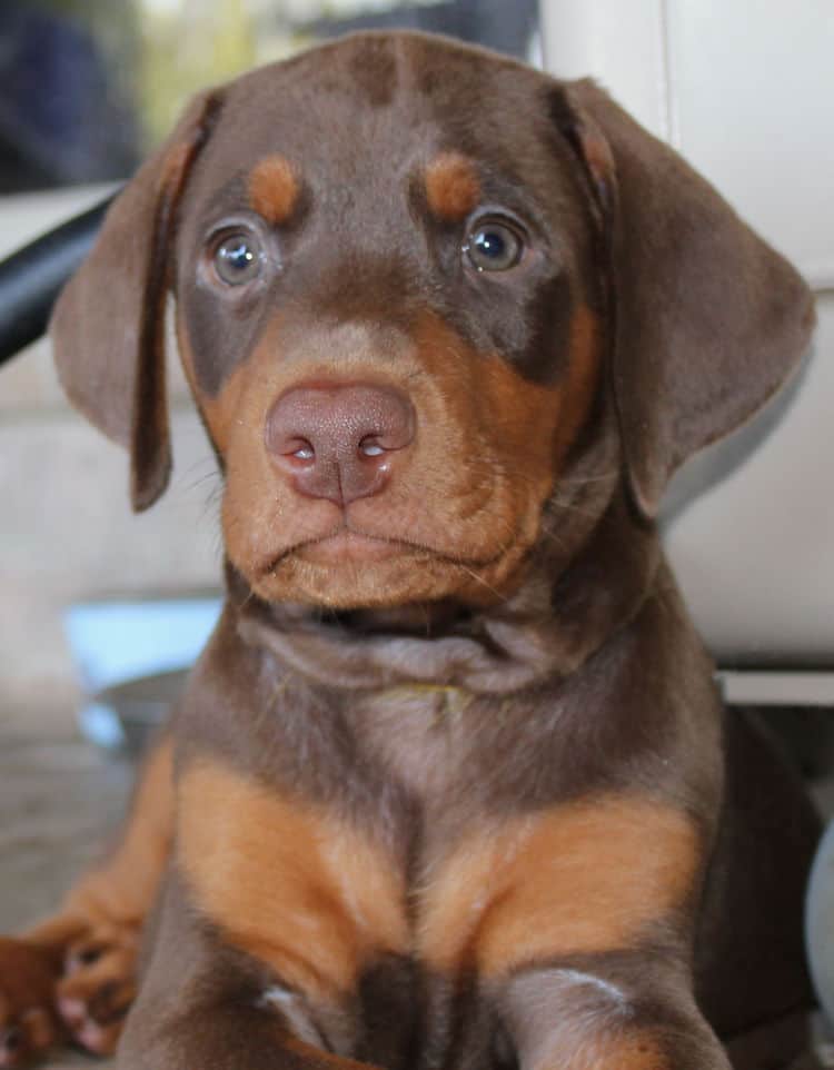 6 week old red male doberman pup