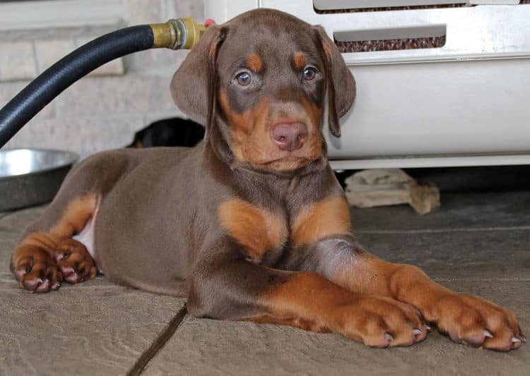 6 week old red male doberman pup