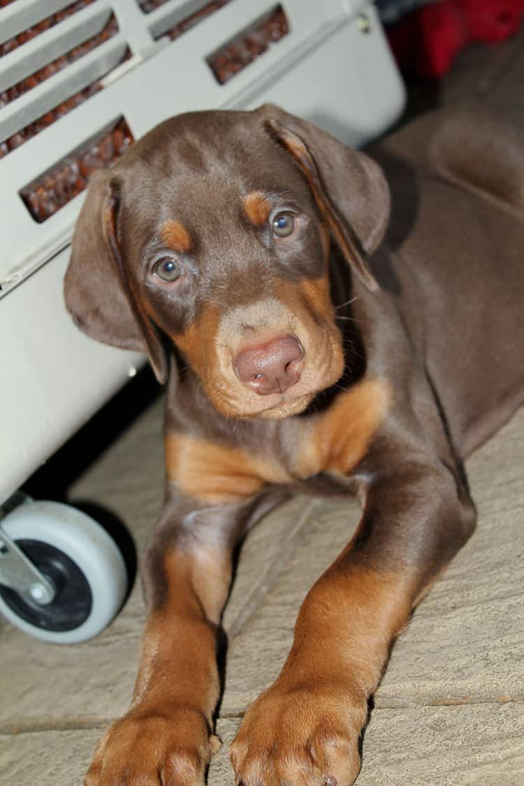 6 week old red male doberman pup