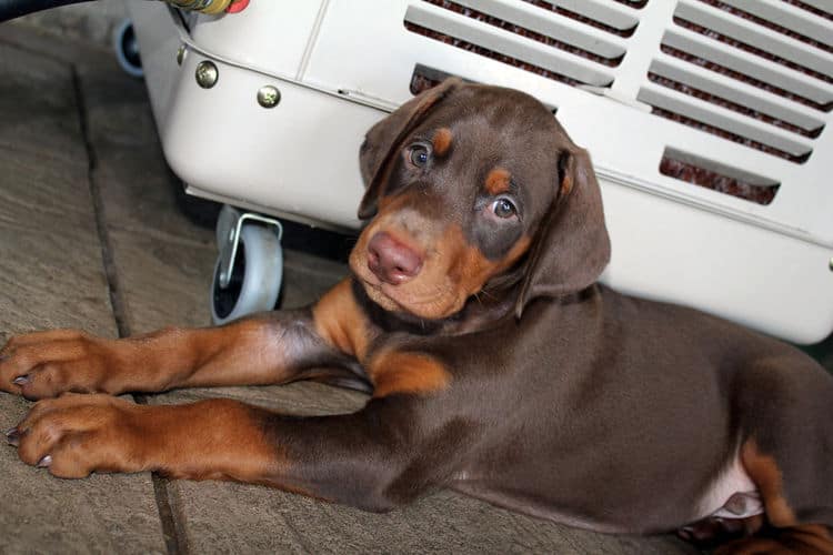 6 week old red male doberman pup