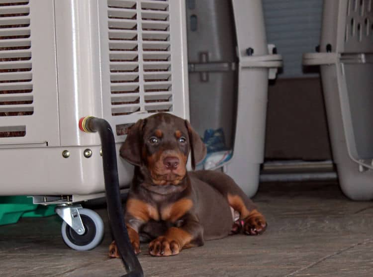 6 week old red male doberman pup