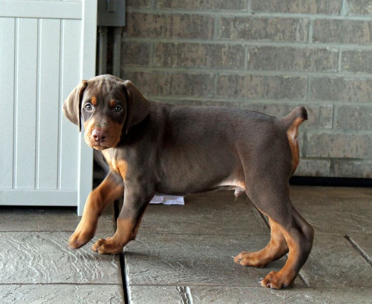 6 week old red male doberman pup