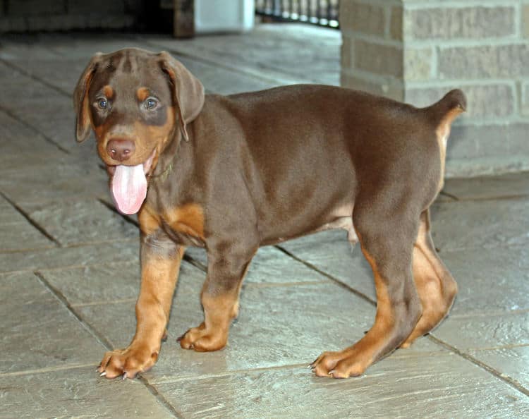 6 week old red male doberman pup