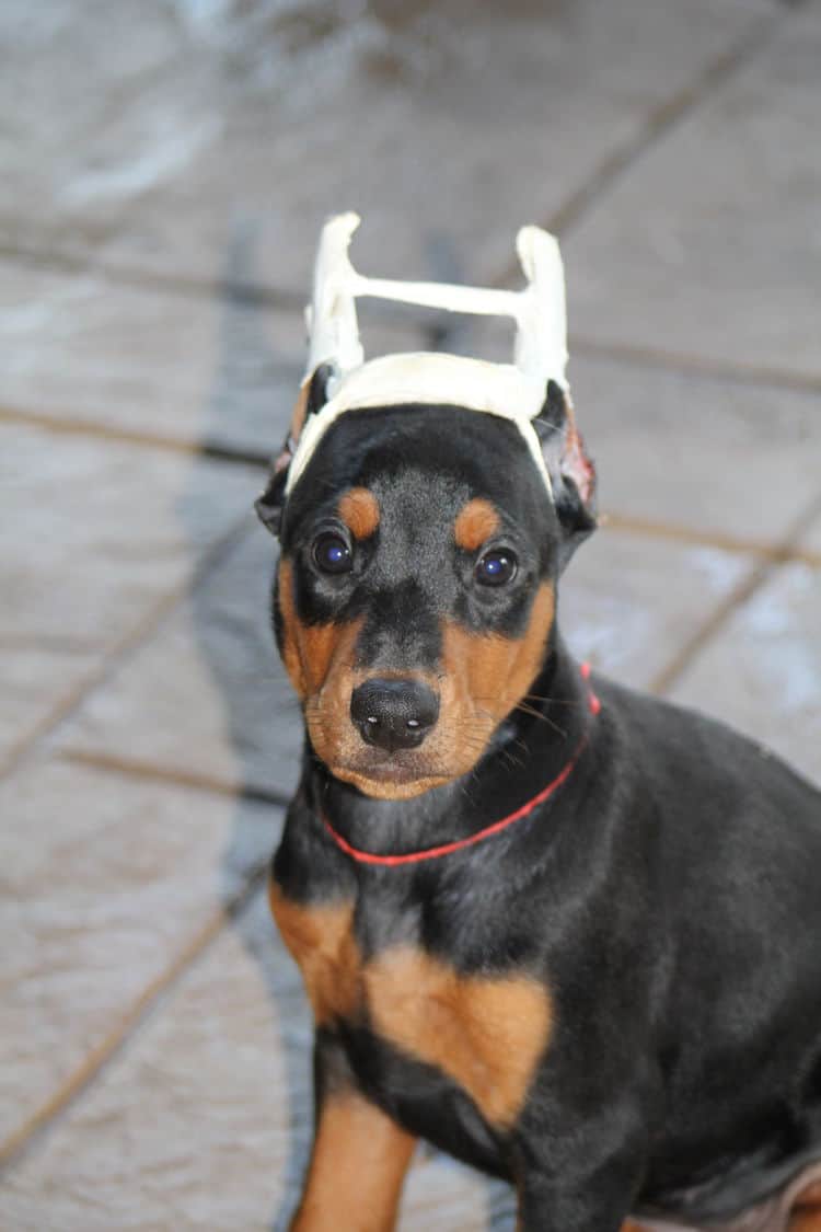 7 week old dobe puppy black/rust female