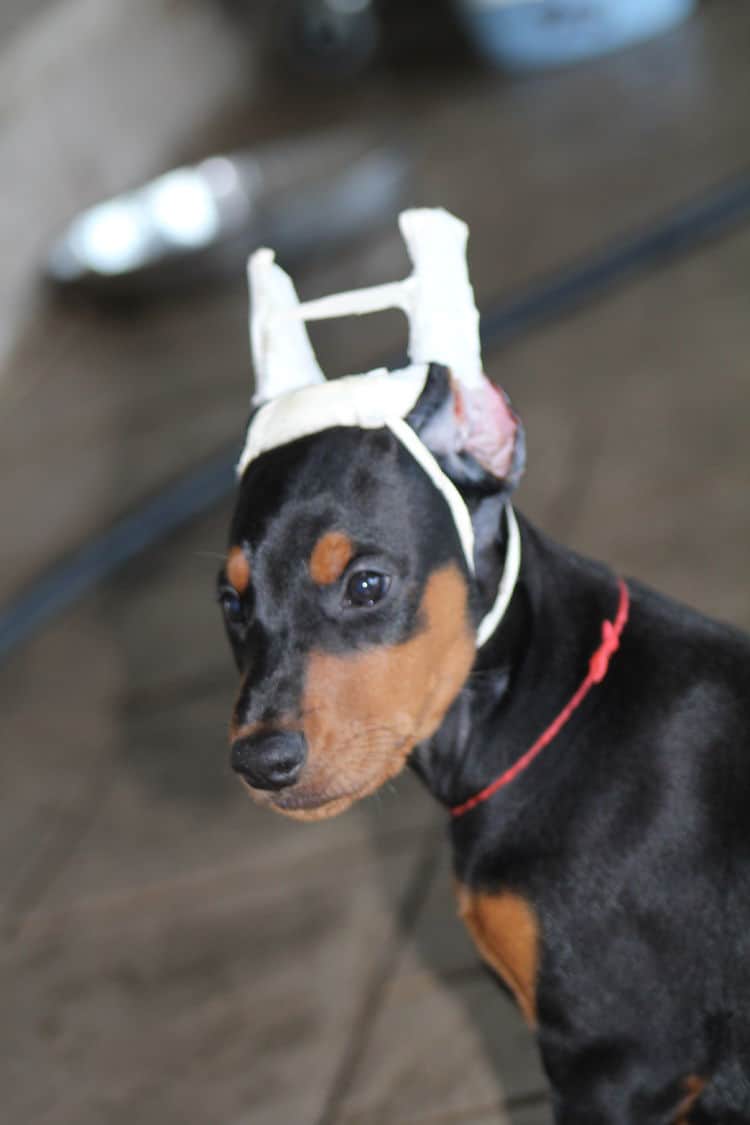 7 week old dobe puppy black/rust female