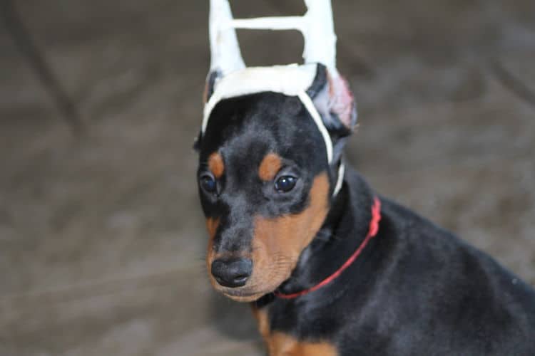 7 week old dobe puppy black/rust female