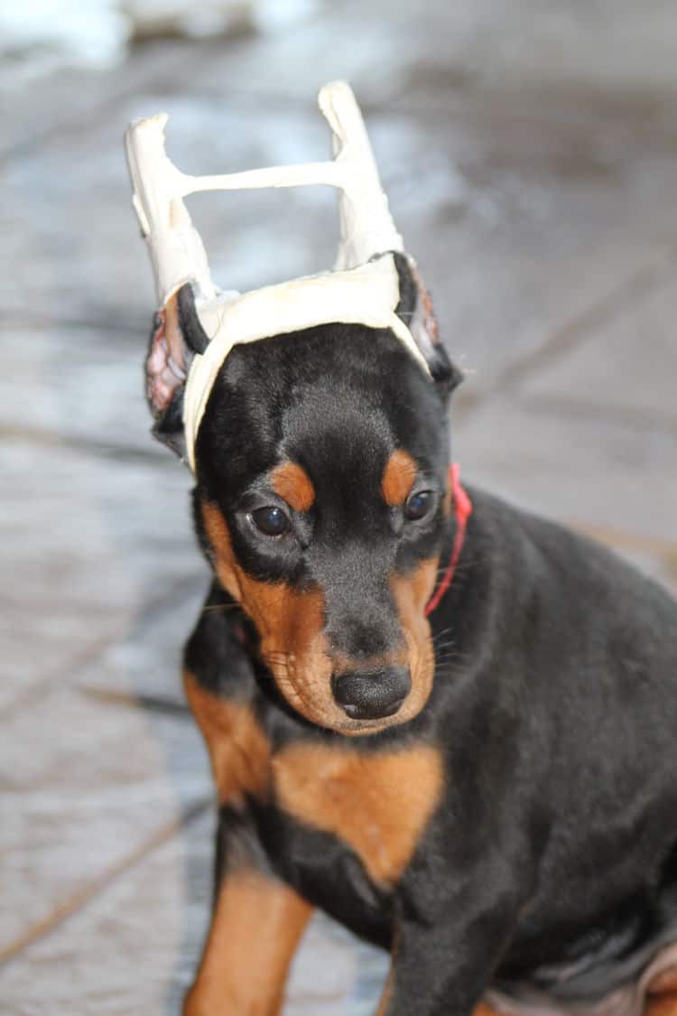 7 week old dobe puppy black/rust female