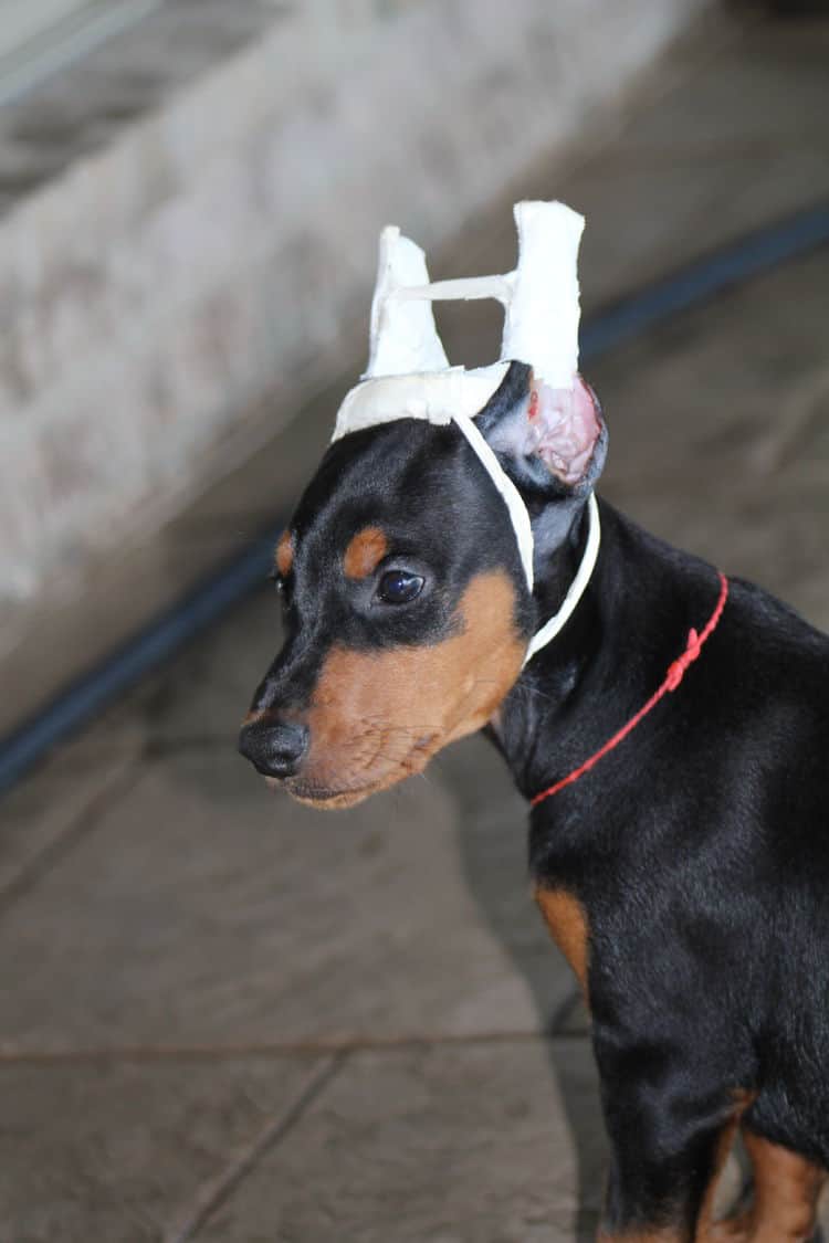 7 week old dobe puppy black/rust female