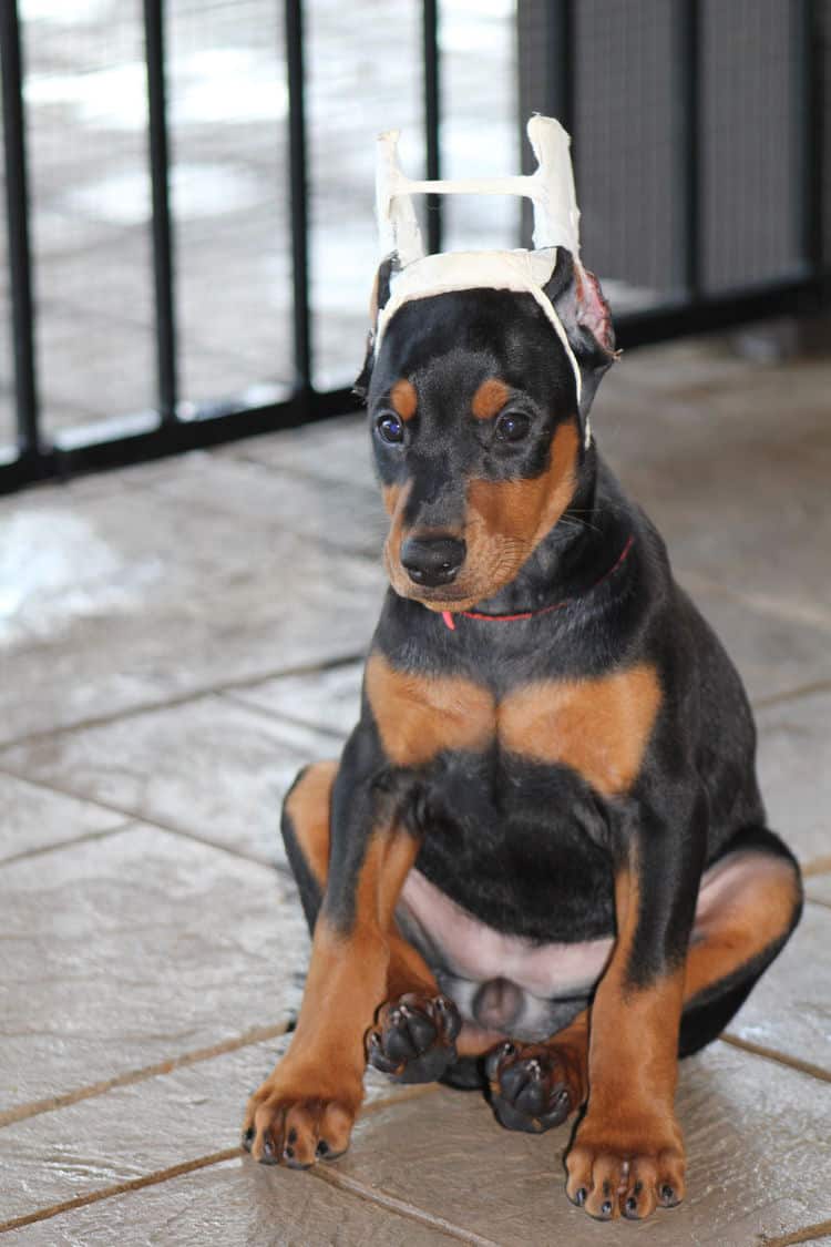 7 week old dobe puppy black/rust female