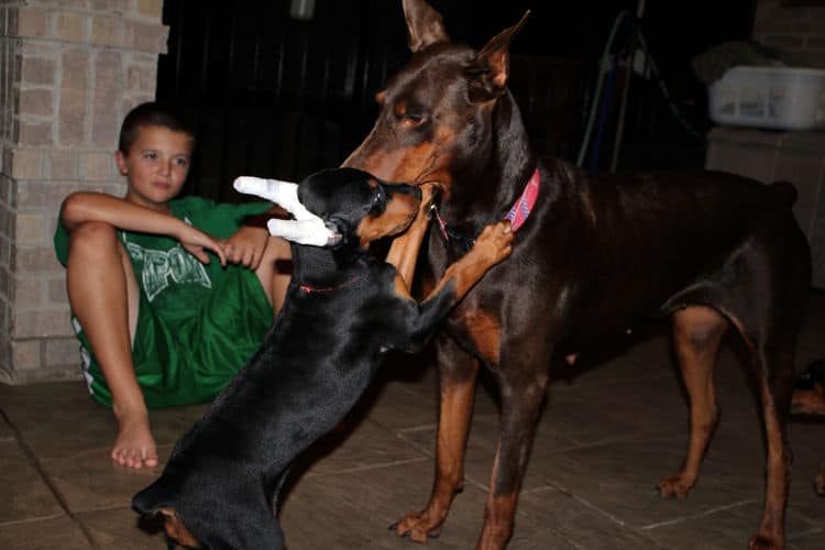 8 week old dobe puppy black/rust female