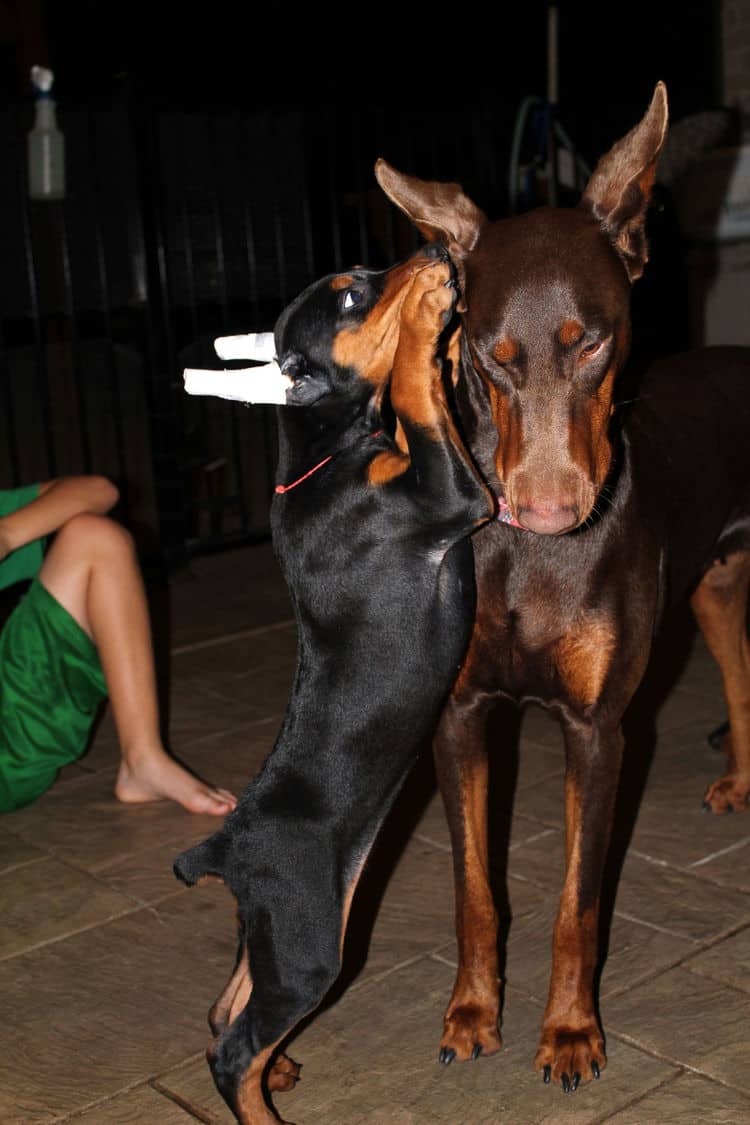 8 week old dobe puppy black/rust female