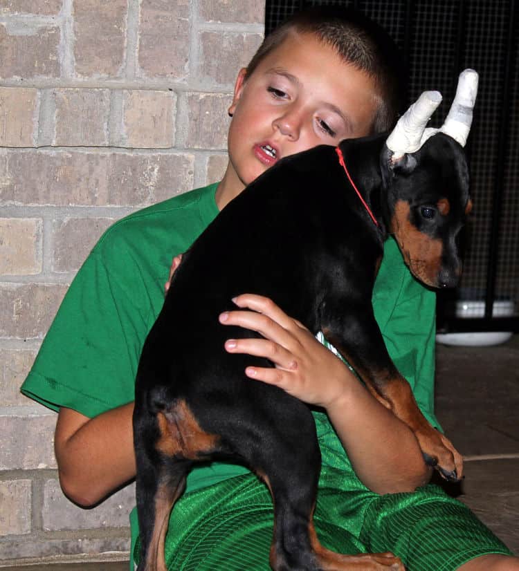 8 week old dobe puppy black/rust female