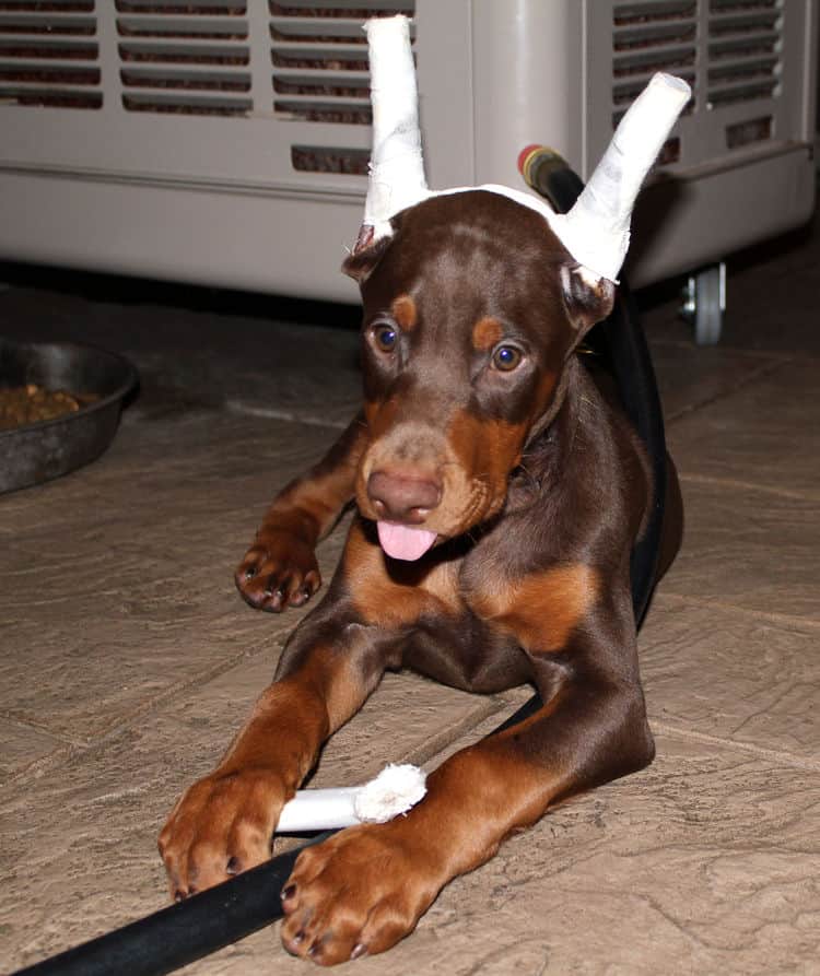 8 week old red male dobie pup