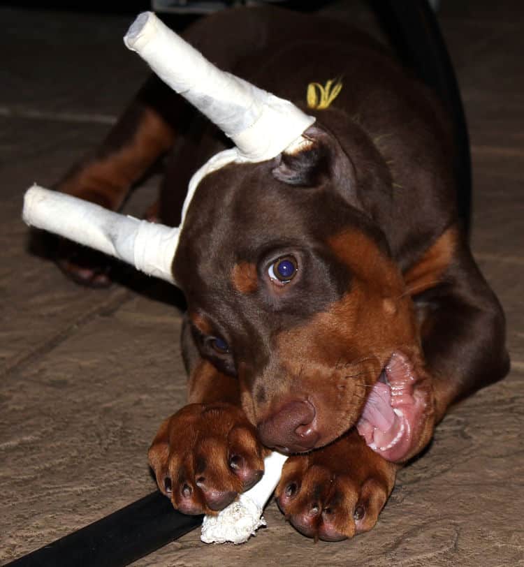 8 week old red male dobie pup