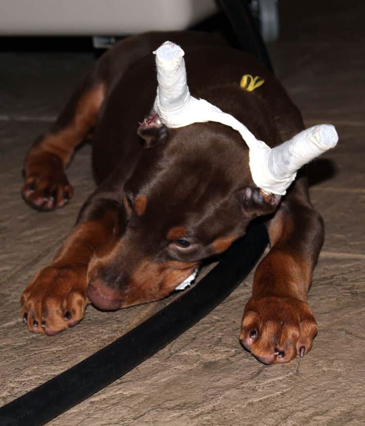 8 week old red male dobie pup