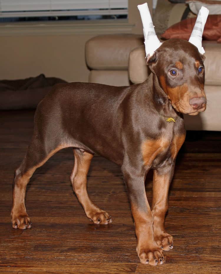 9 week old red male dobermann pup