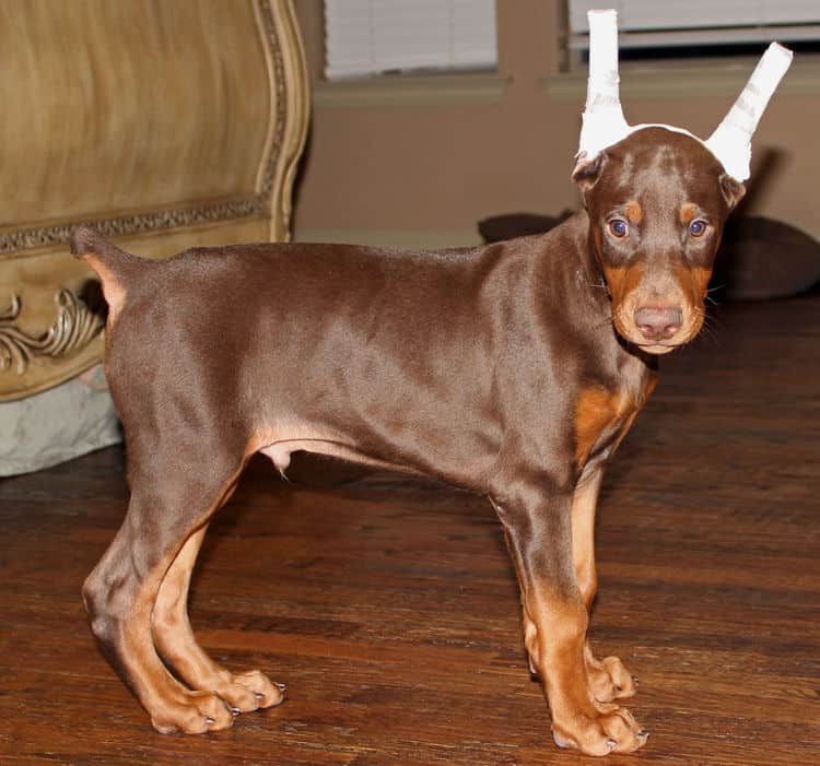 9 week old red male dobermann pup