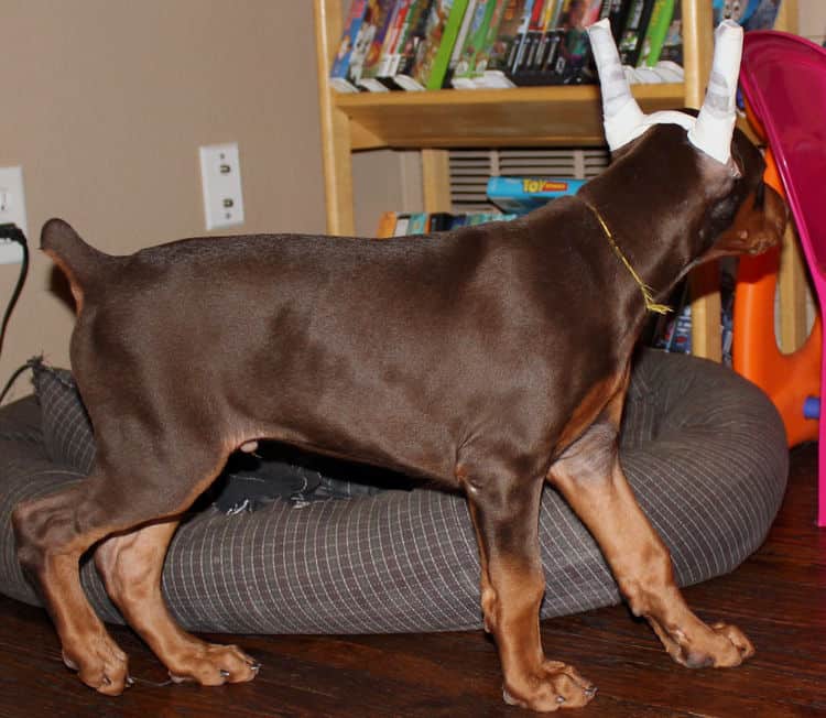 9 week old red male dobermann pup