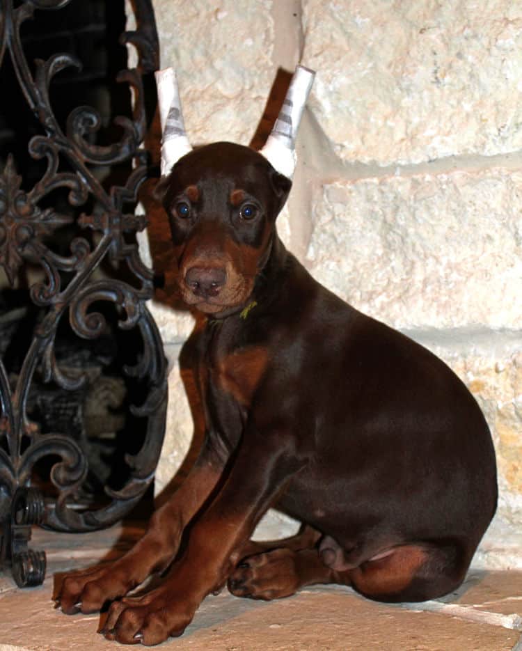 9 week old red male dobermann pup