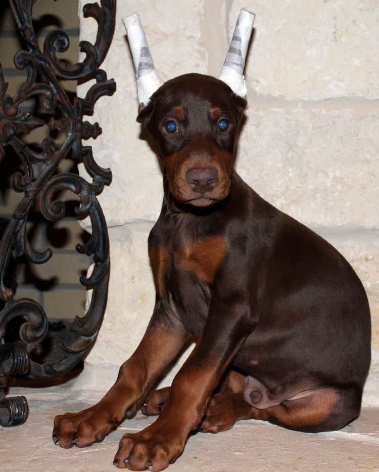 9 week old red male dobermann pup