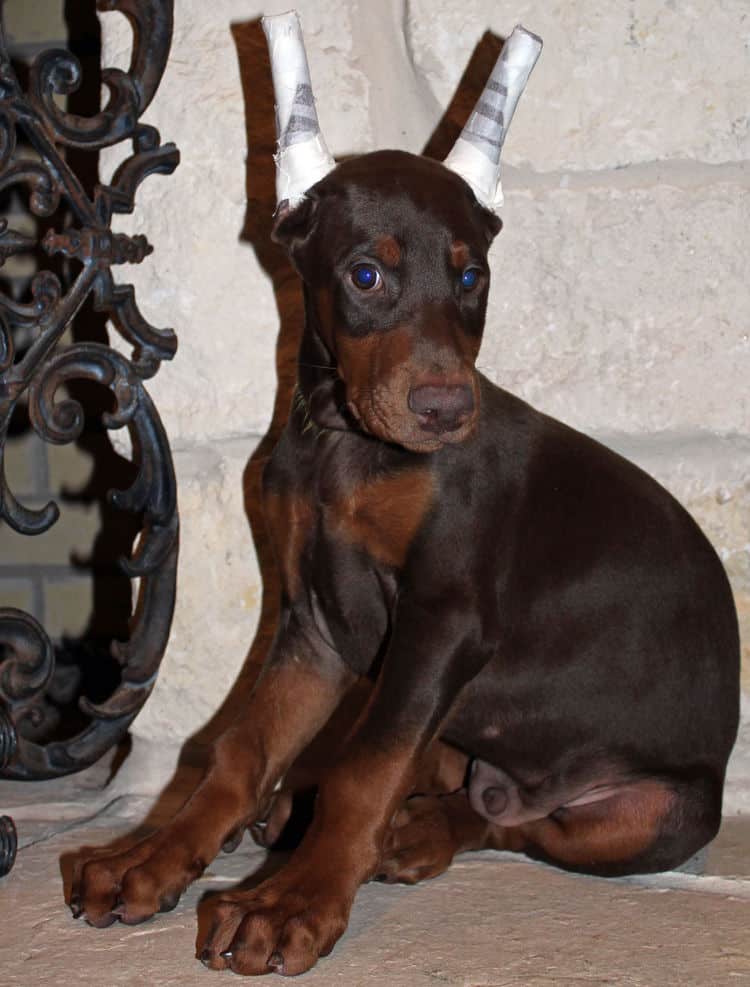 9 week old red male dobermann pup