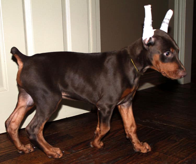 9 week old red male dobermann pup