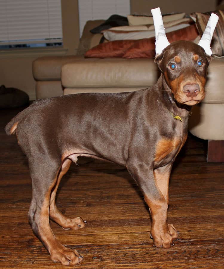 9 week old red male dobermann pup