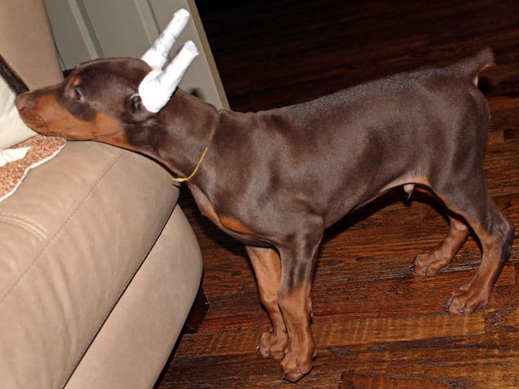 9 week old red male dobermann pup