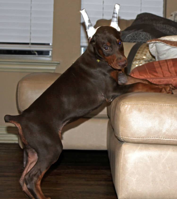 9 week old red male dobermann pup