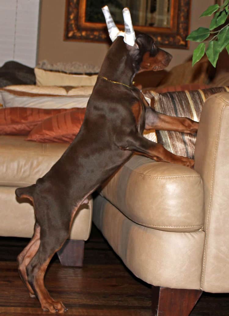 9 week old red male dobermann pup