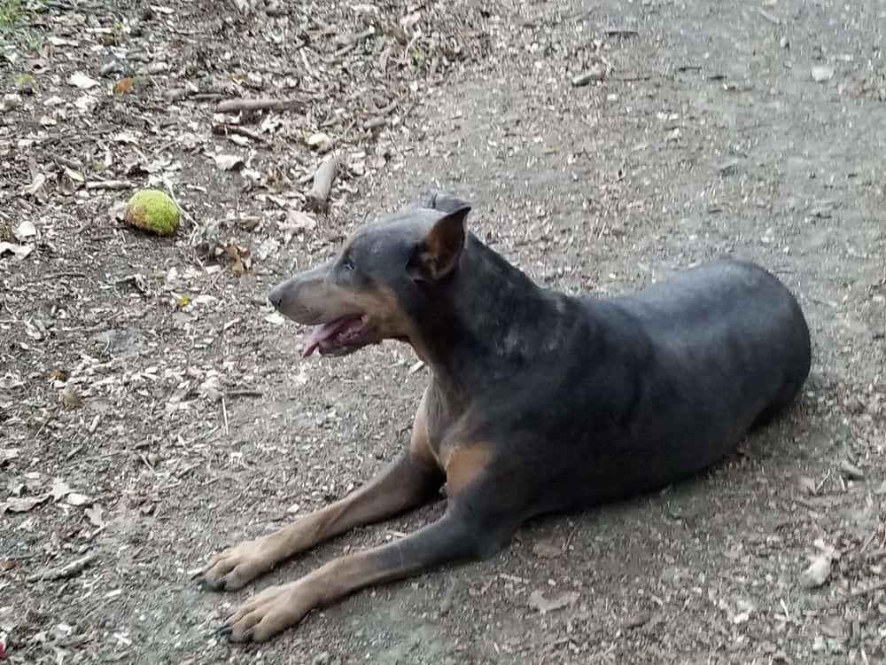 blue and rust female doberman