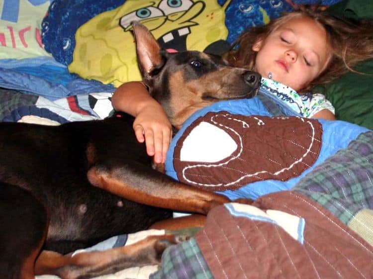 blue and rust female doberman with little girl