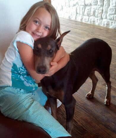 blue and rust female doberman with little girl