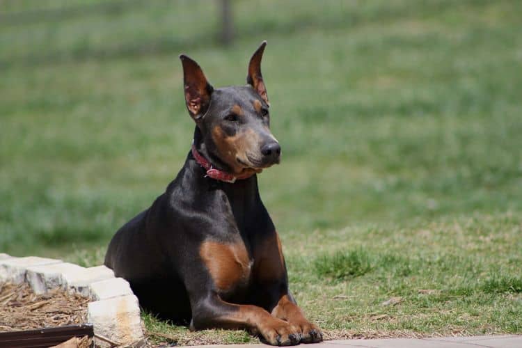 blue and rust female doberman