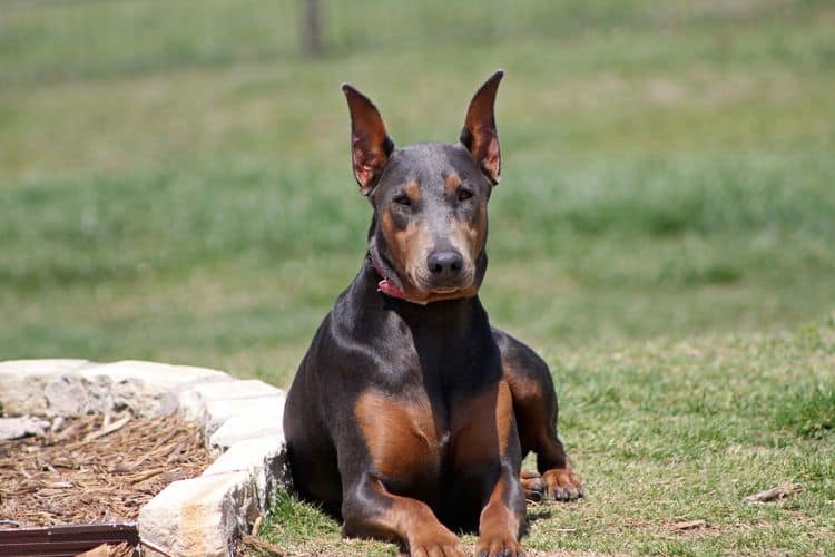 blue and rust female doberman