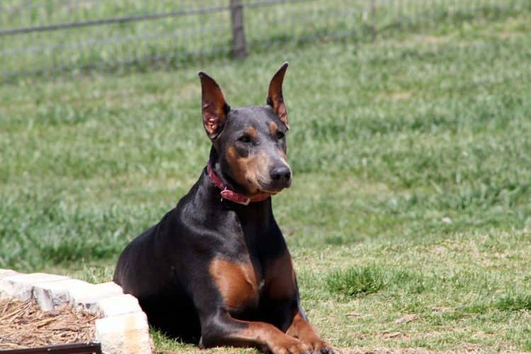 blue and rust female doberman