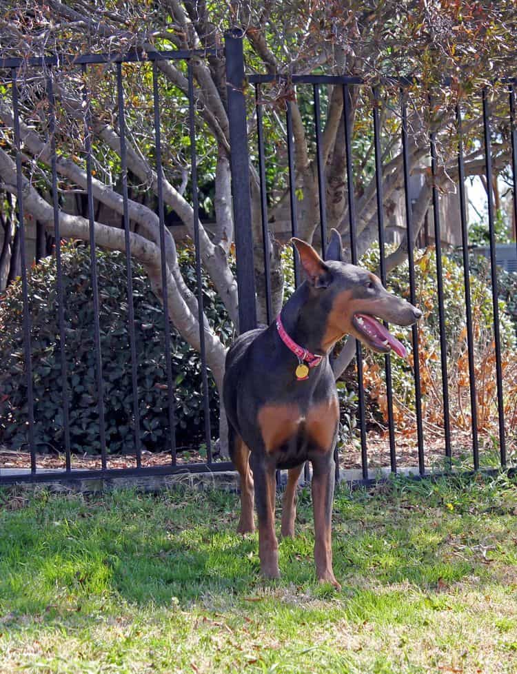 blue and rust female doberman