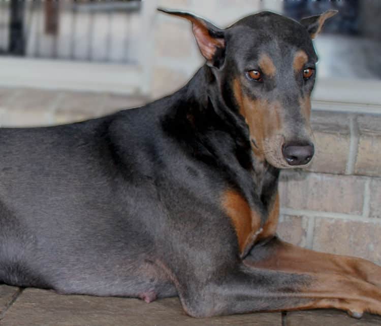 blue and rust female doberman