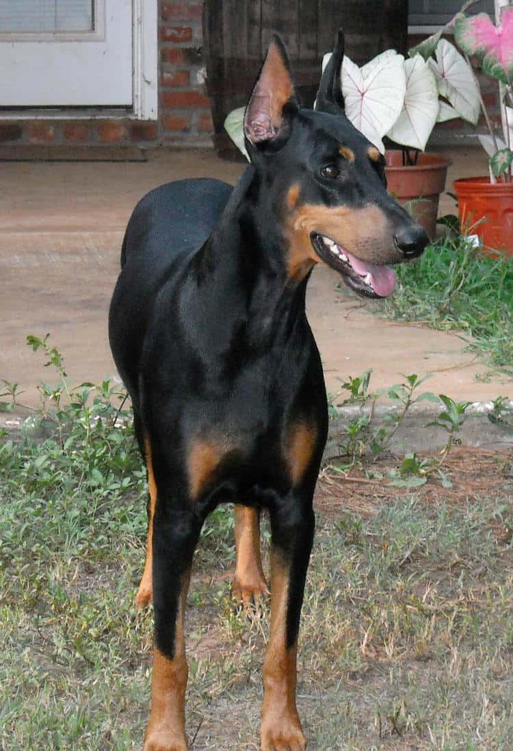 post pregnancy mother doberman