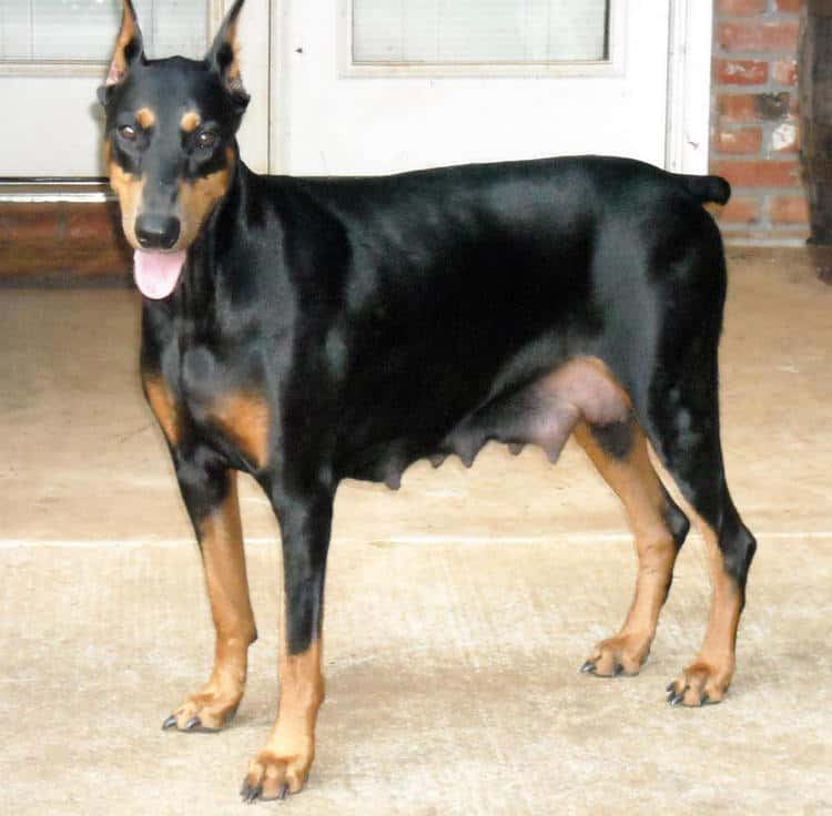 post pregnancy mother doberman