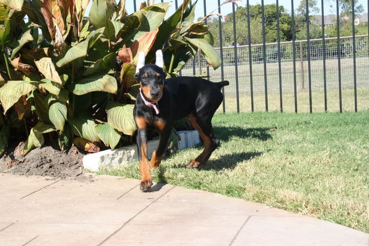 doberman puppy black female