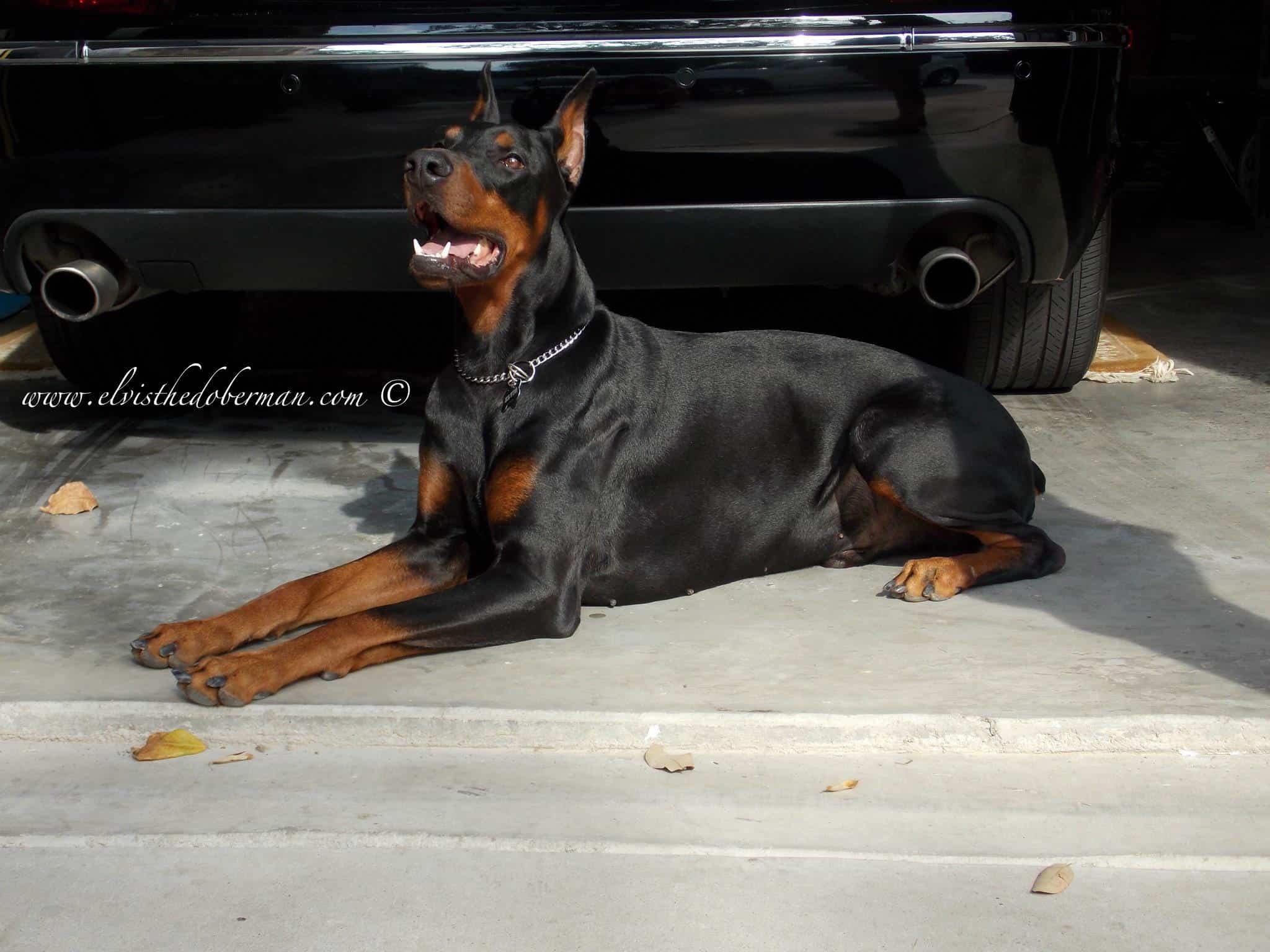 Black and rust male doberman sire