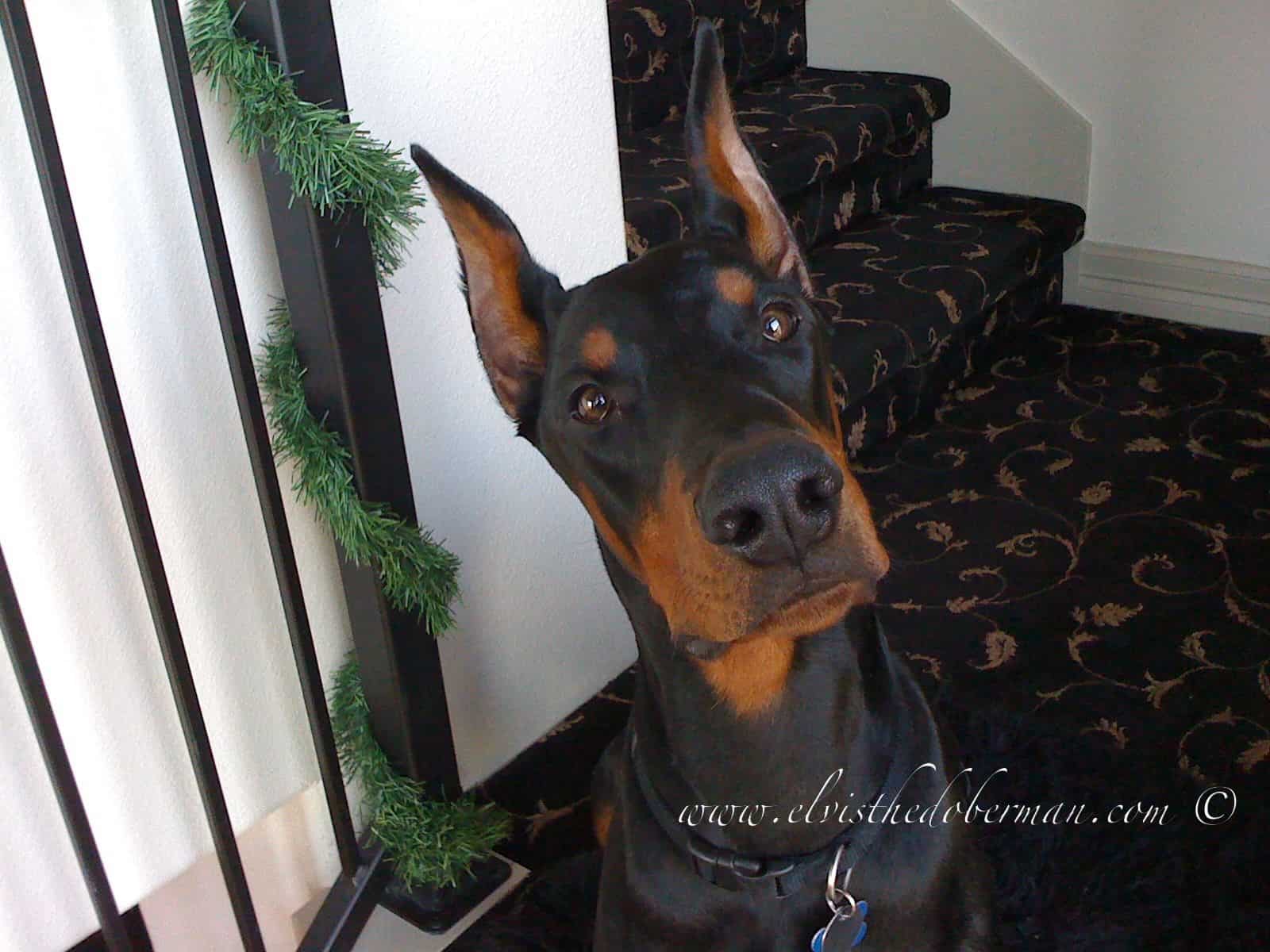 Black and rust male doberman sire