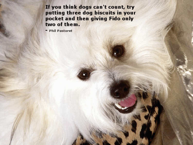 dog quotes