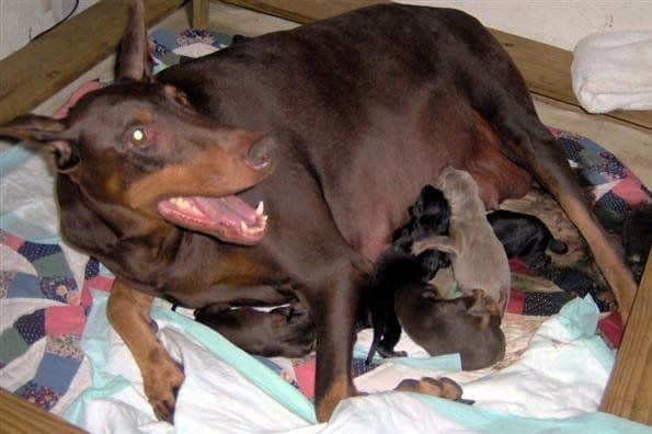 Doberman puppies first born