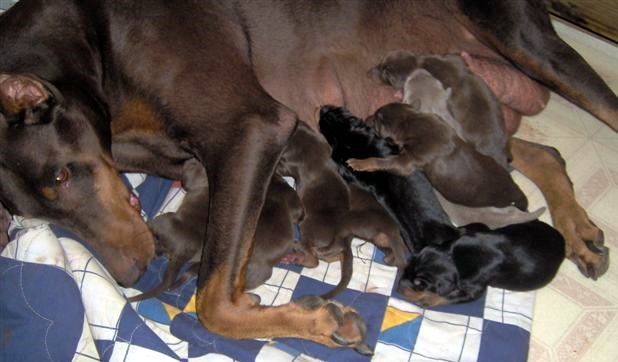 Dobe pup 