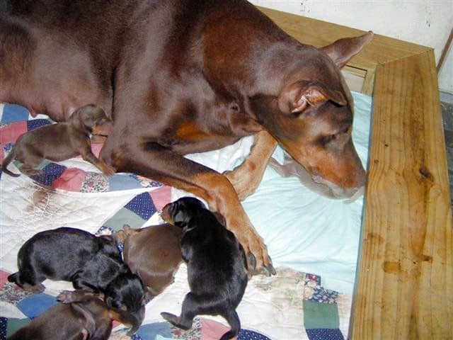 Doberman puppies first born