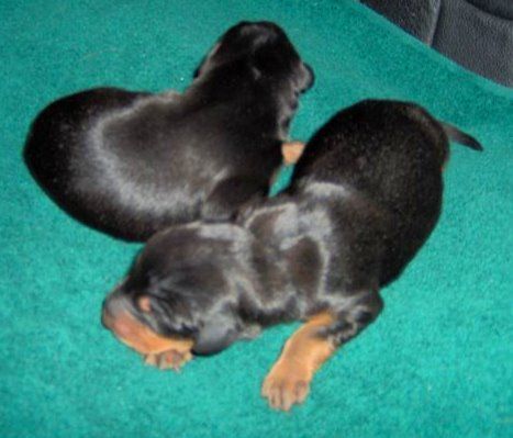 Black Dobe pup