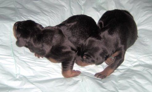 Doberman puppies first born